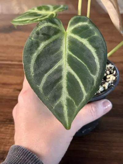 plant/A. Silver Butterfly Hybrid-4-thumbnail