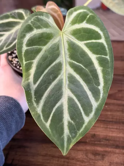 plant/A. Silver Butterfly Hybrid-2-thumbnail