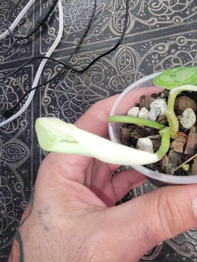 plant/Scindapsus Simbara #3-2-thumbnail