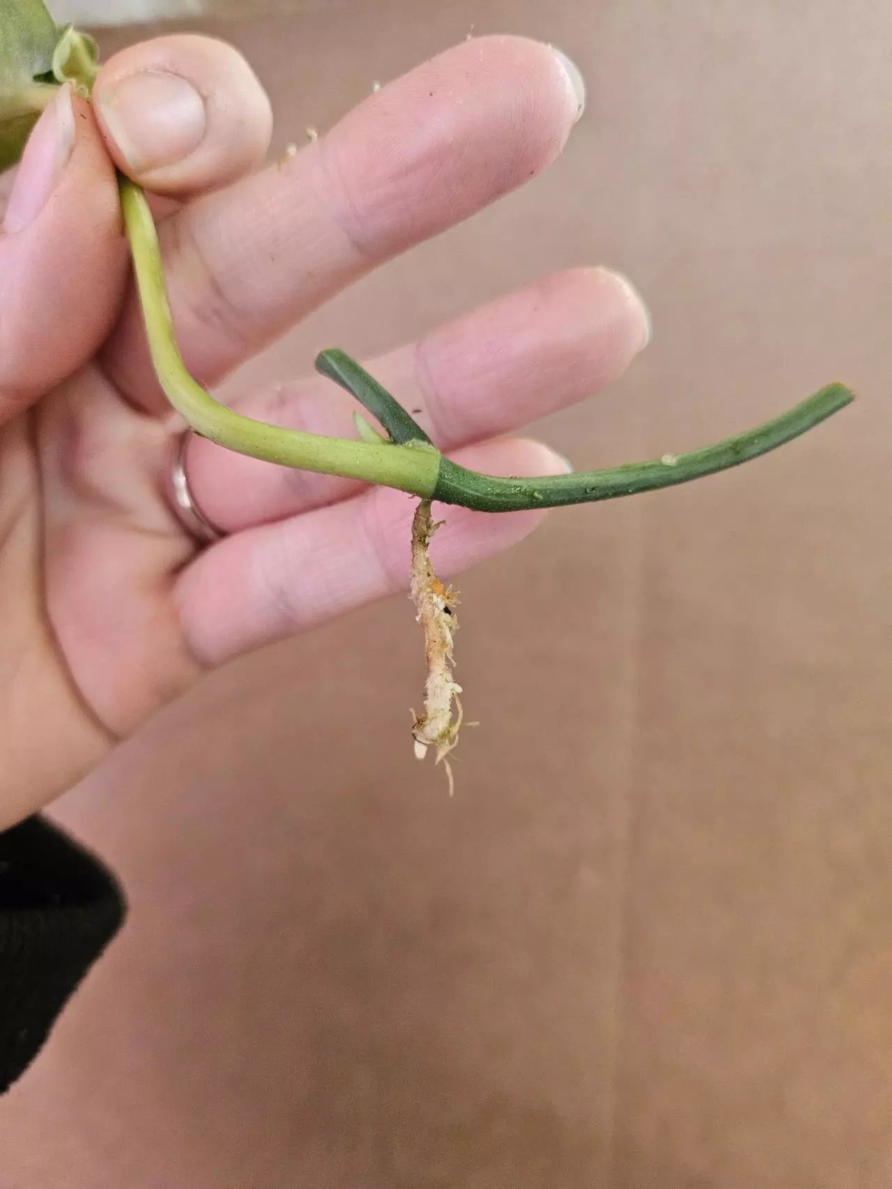 plant/Scindapsus mejile lightly rooted-1