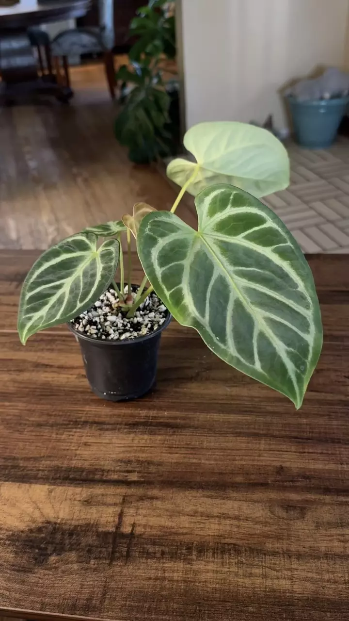 plant/A. Silver Butterfly Hybrid-6