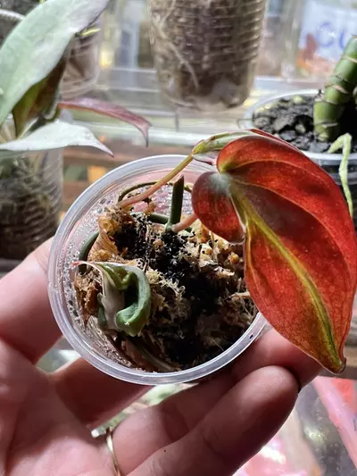 plant/Micans Halo-0-thumbnail