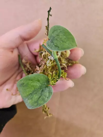 plant/Scindapsus snow fleckled-0-thumbnail