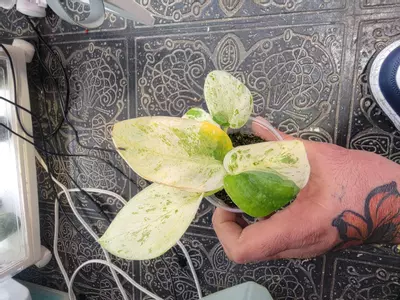 plant/Scindapsus halimoon-0-thumbnail