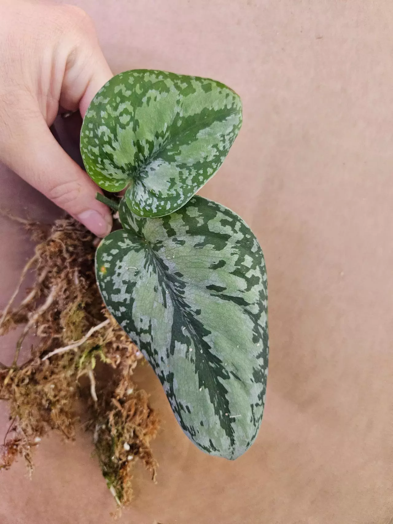 plant/Dark form tricolor-0