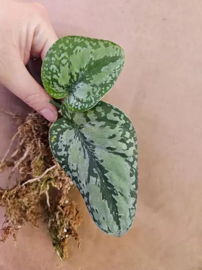 plant/Dark form tricolor-0-thumbnail