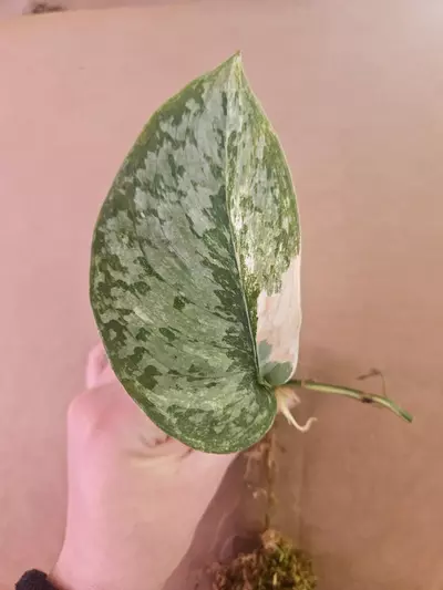 plant/Scindapsus Exotica Albo-0-thumbnail