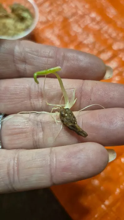 plant/Puncak Borneesis Alocasia Corm-1-thumbnail