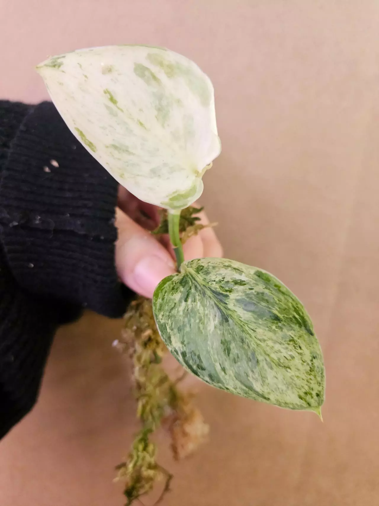 plant/Scindapsus peasun-1