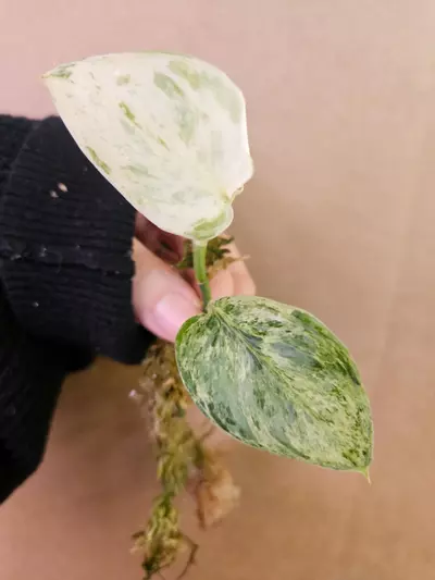 plant/Scindapsus peasun-1-thumbnail