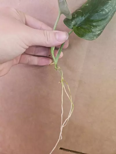 plant/Scindapsus kalamantan-1-thumbnail