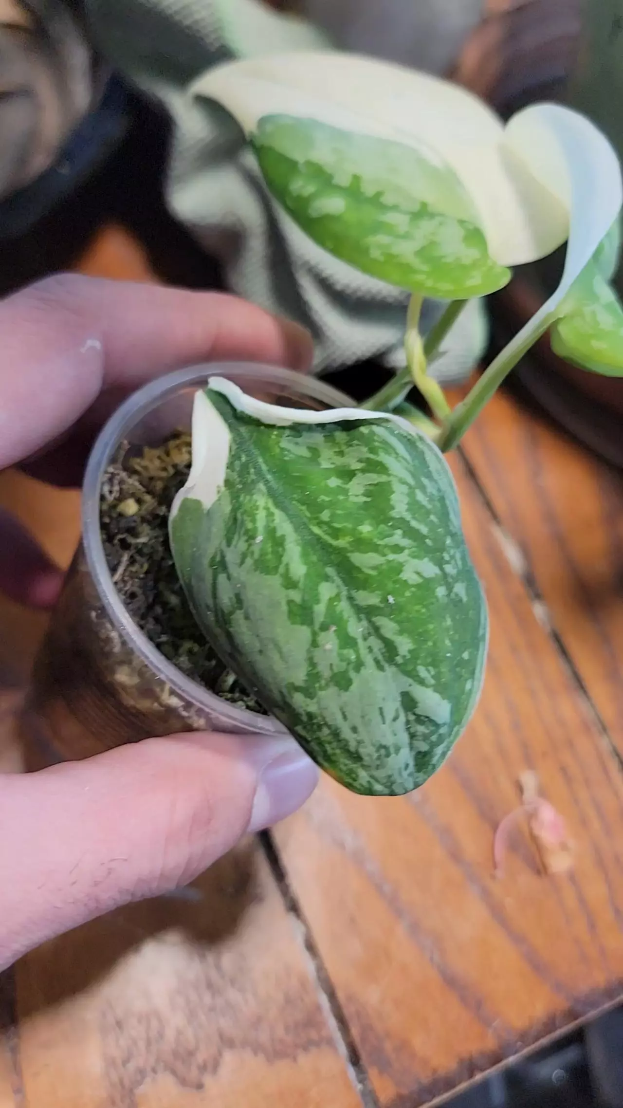 plant/Scindapsus simbara-0