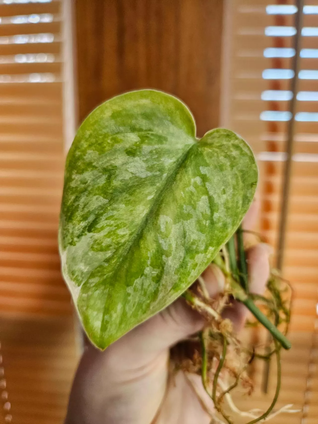 plant/Raja tricolor-0