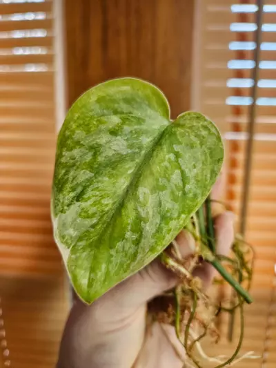 plant/Raja tricolor-0-thumbnail