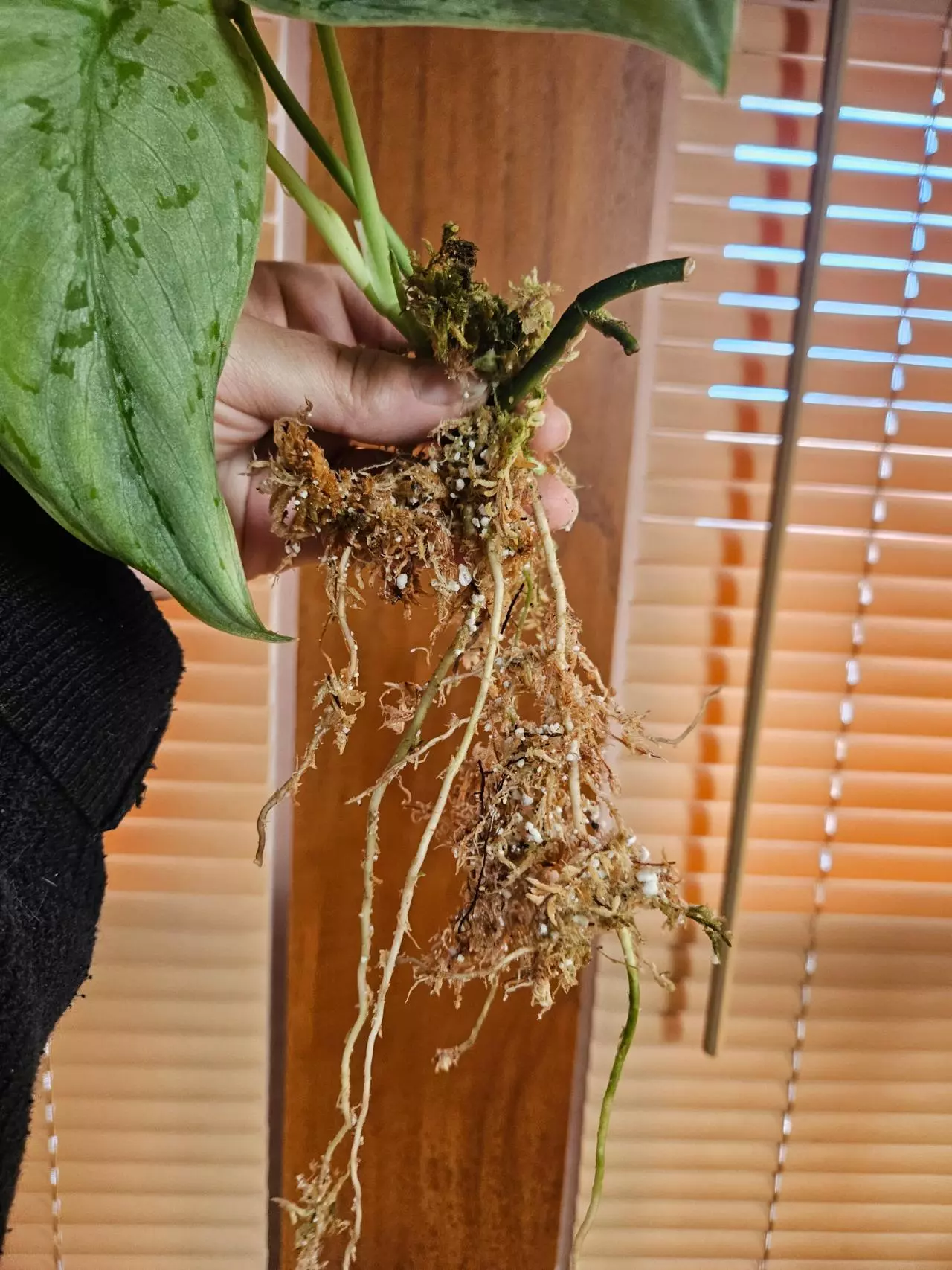 plant/Silver sierra-1