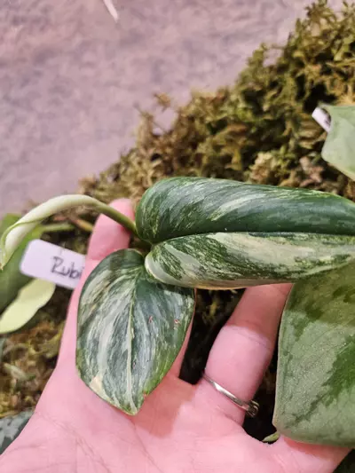 plant/Rubicon-0-thumbnail