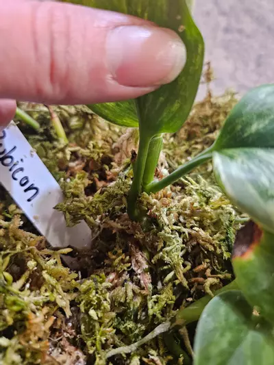 plant/Rubicon-1-thumbnail