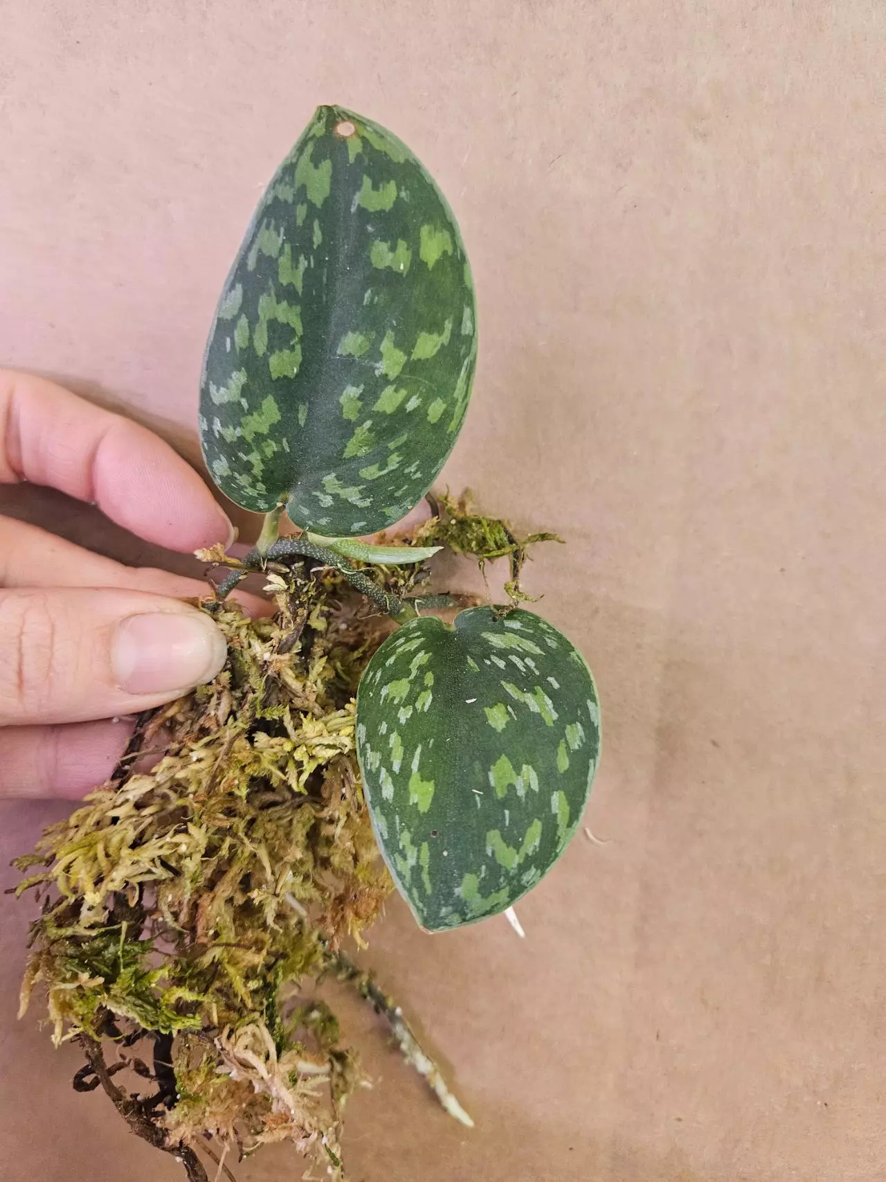 plant/Scindapsus army green-0