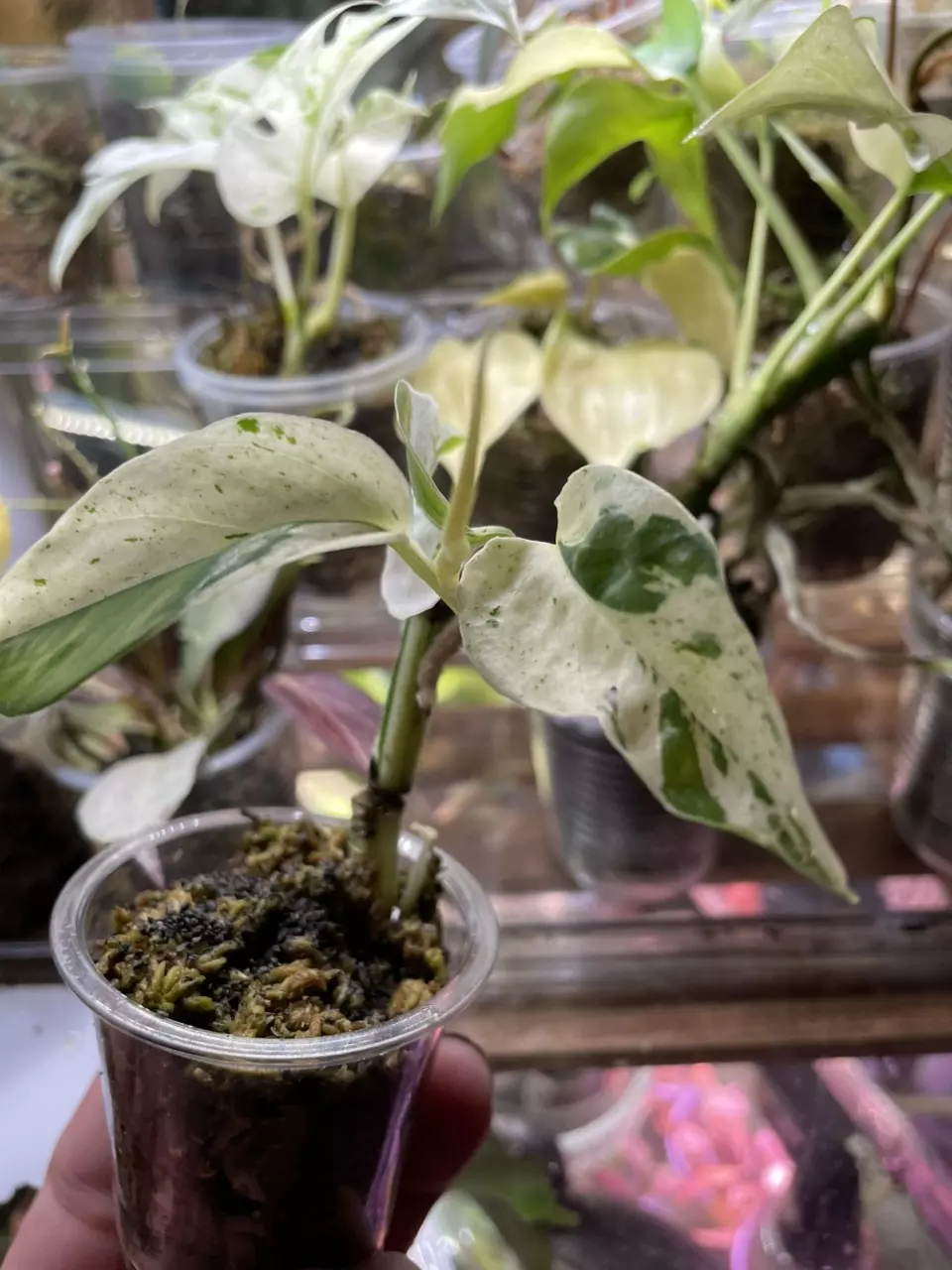 plant/Epipremnum Pinnatum Marble *high color*-0