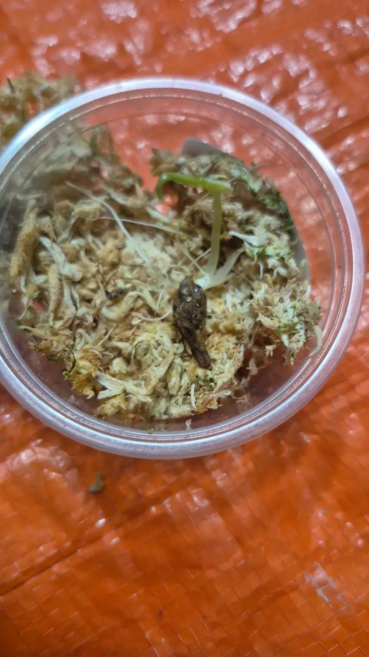 plant/Puncak Borneesis Alocasia Corm-2