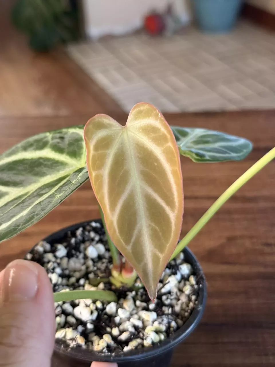 plant/A. Silver Butterfly Hybrid-0