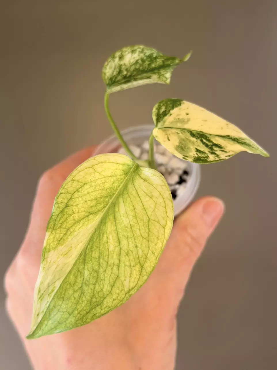 plant/503 Monstera White Monster-0