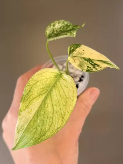 plant/503 Monstera White Monster-0-thumbnail