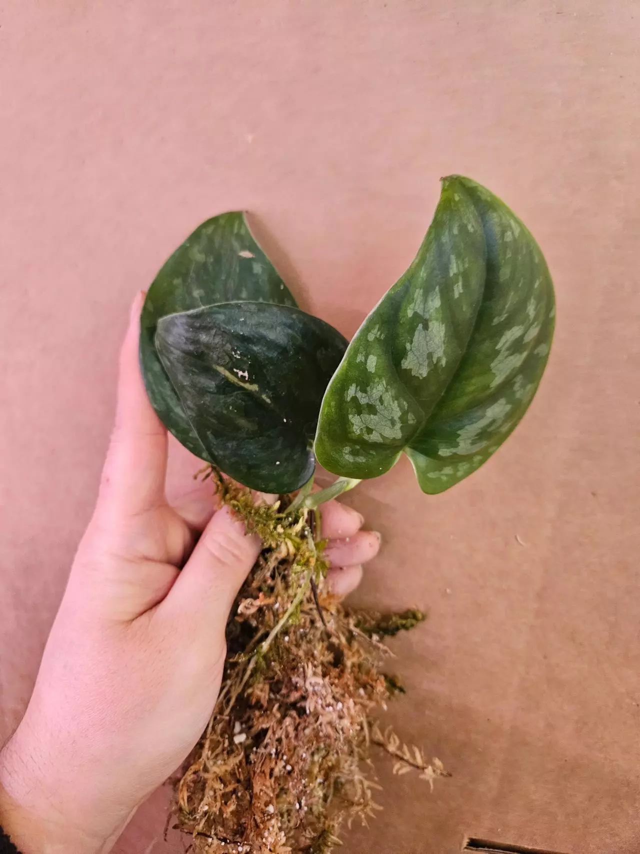 plant/Scindapsus silver platinum-3