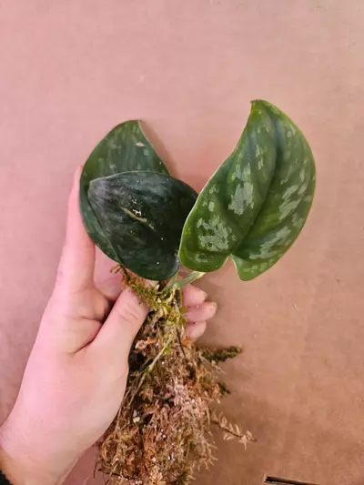 plant/Scindapsus silver platinum-3-thumbnail