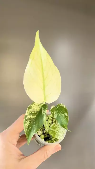 plant/504 Monstera White Monster-1-thumbnail