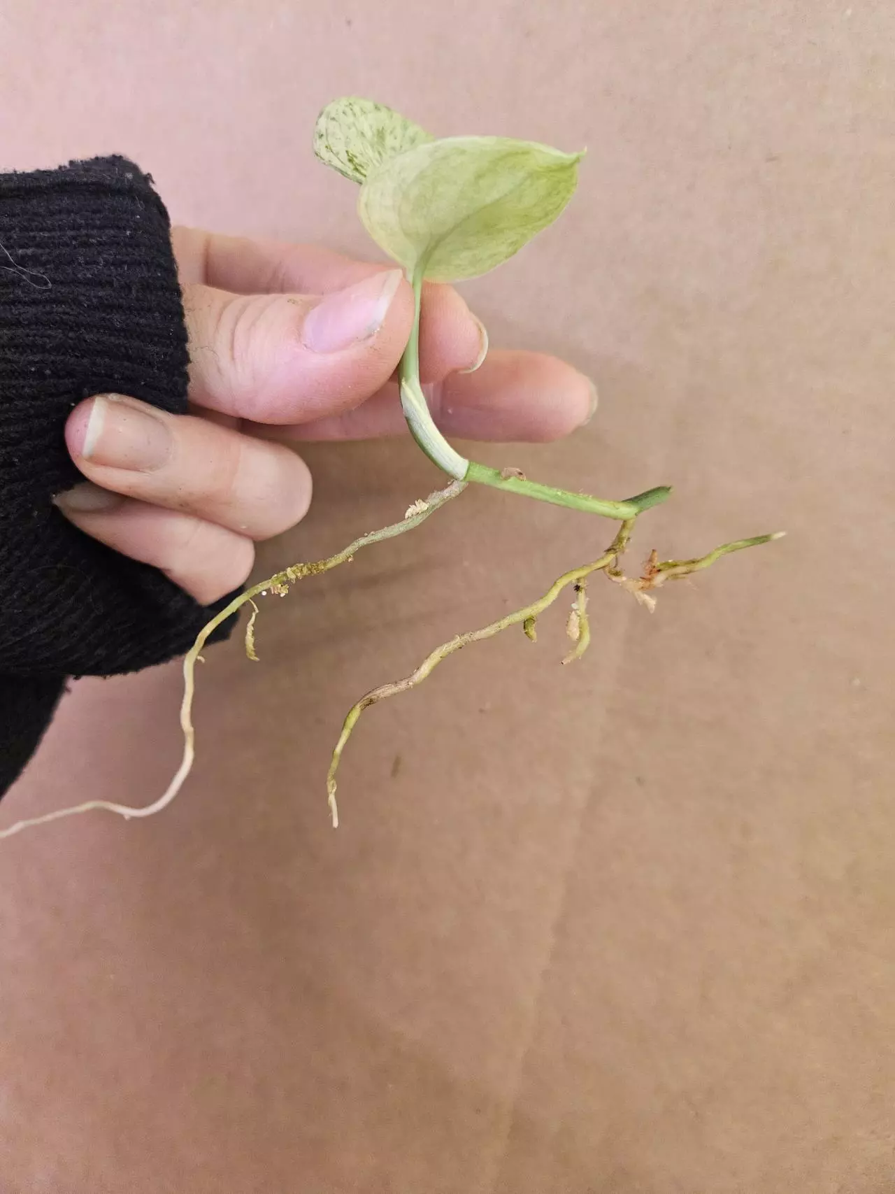 plant/Scindapsus silver tiger-2