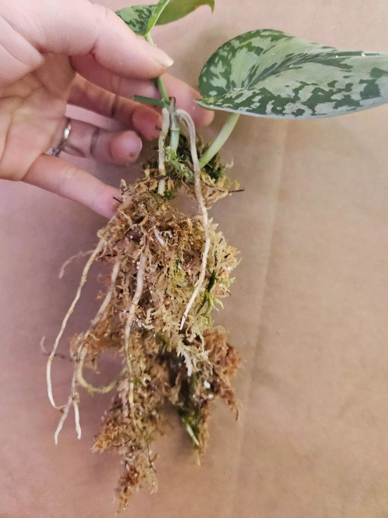 plant/Dark form tricolor-2