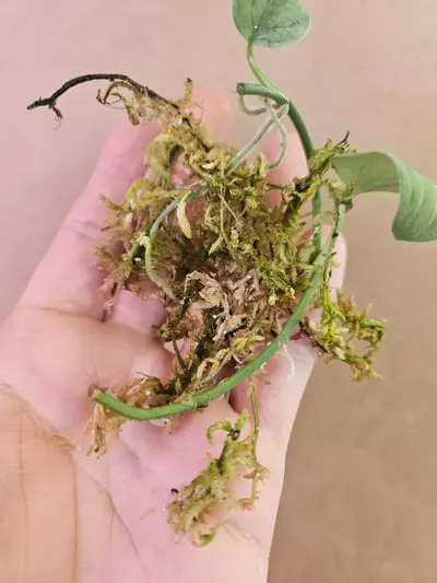 plant/Scindapsus snow fleckled-2-thumbnail