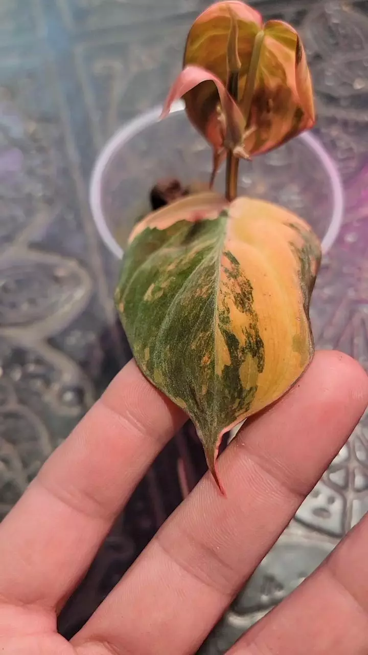 plant/Thai pink mican-0