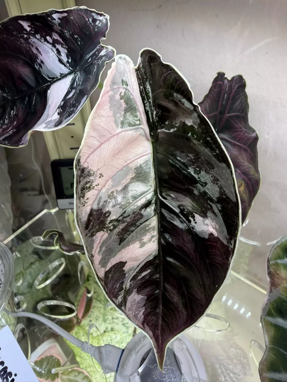 plant/Alocasia Pink Azlanii *CORMS*-0