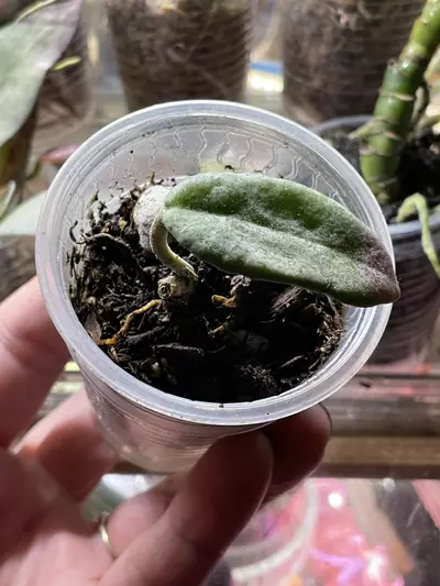 plant/Hoya Nova Ghost-1-thumbnail