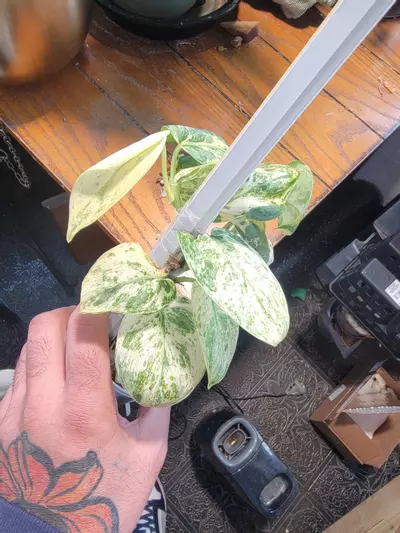 plant/Scindapsus Dark Cloud-0-thumbnail