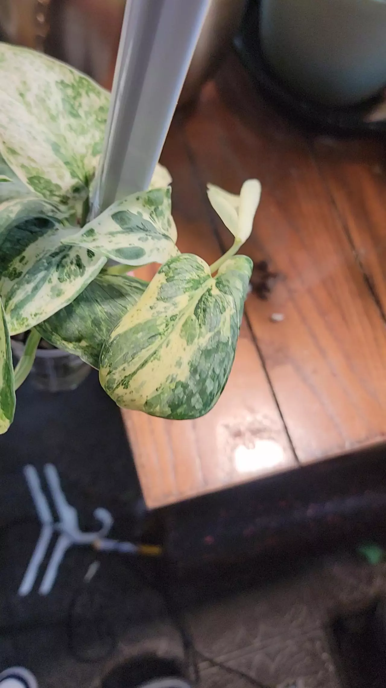 plant/Scindapsus Dark Cloud-2