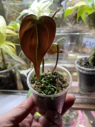 plant/Micans (cut from Halo) & String of Pearls-3-thumbnail