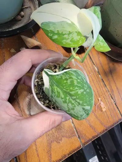 plant/Scindapsus simbara-1-thumbnail