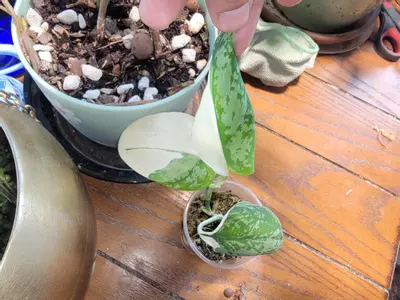 plant/Scindapsus simbara-2-thumbnail