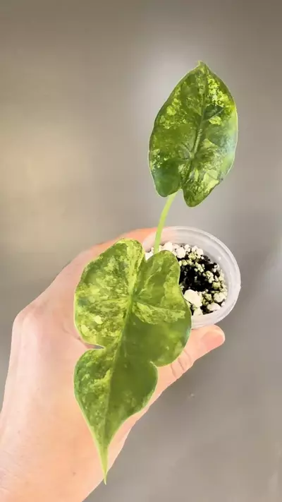 plant/514 Alocasia Tyrion Aurea-1-thumbnail