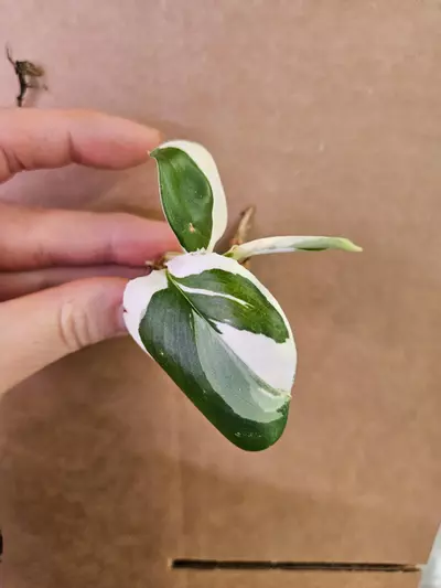 plant/Trubii black albo-0-thumbnail