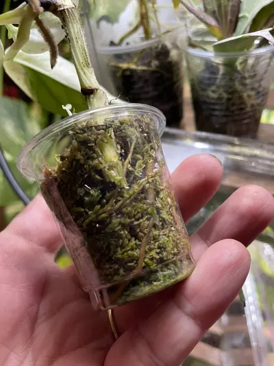 plant/Epipremnum Pinnatum Marble *high color*-1-thumbnail