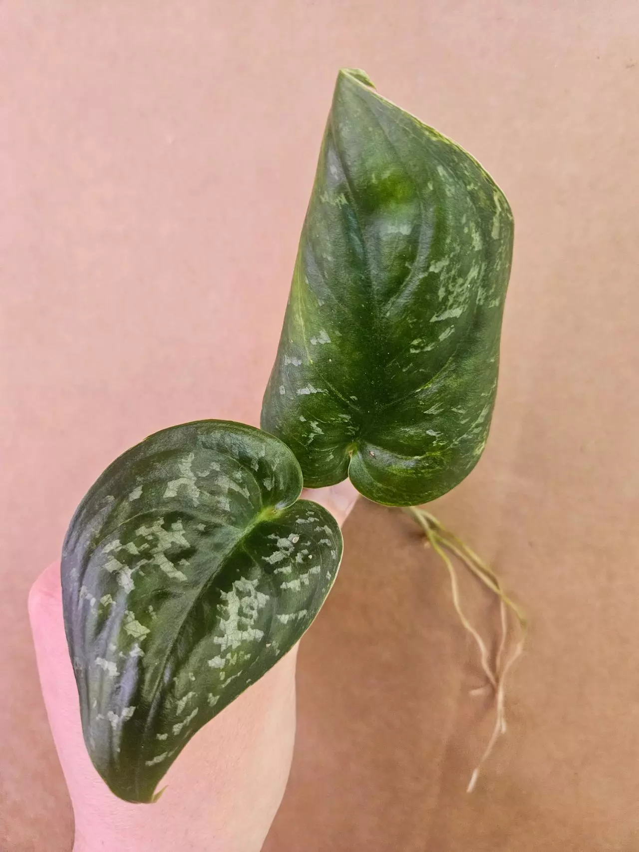 plant/Scindapsus kalamantan-0