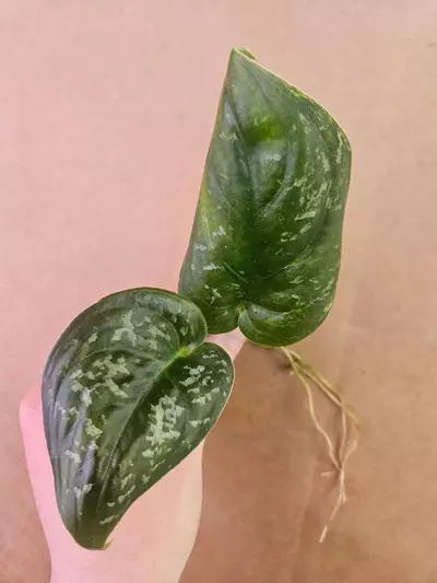 plant/Scindapsus kalamantan-0-thumbnail