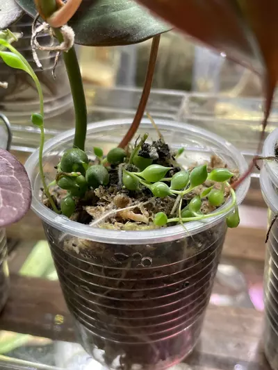 plant/Micans (cut from Halo) & String of Pearls-2-thumbnail