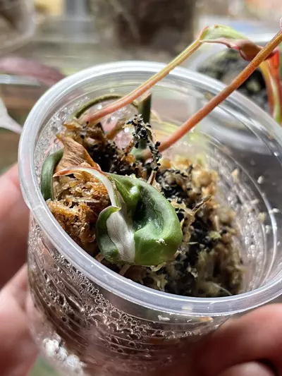 plant/Micans Halo-1-thumbnail