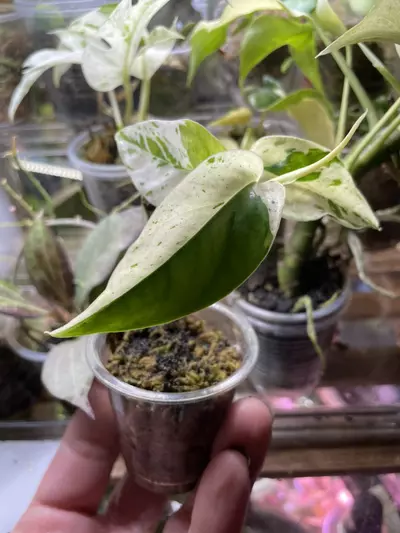 plant/Epipremnum Pinnatum Marble *high color*-2-thumbnail