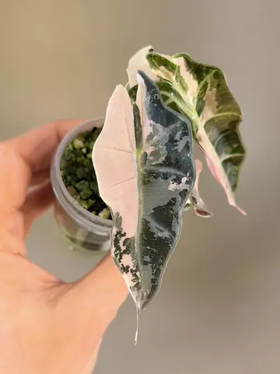 plant/304 Pink Polly-0-thumbnail